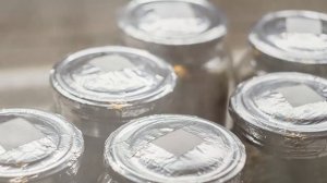 Шрум репорт: PinkBuffalo | BagTek | Жидкий Мицелий