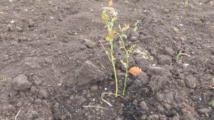 Как посадить и ухаживать за голубикой и брусникой на д