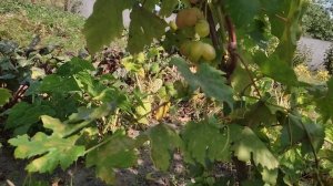 28 08 2023 Виноград Зоря Несвята, Подарунок Несвята, Сенса?