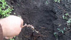 Посадка саженца винограда осенью. Расстояние, дренаж,