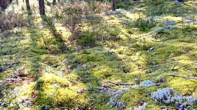 15 августа 2025 грибы грибы смотреть онлайн