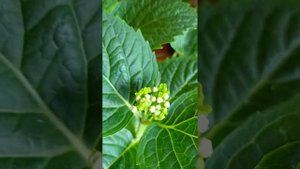 ‼️ОБРЕЗКА КРУПНОЛИСТНОЙ ГОРТЕНЗИИ ‼️