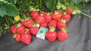 Сорт клубники  Элиане -саженцы клубники  в Беларуси пи?