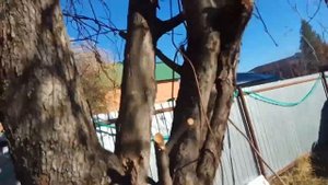 Яблоня более 40 лет , готовим их в зиму, утепляем корни ,?