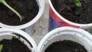 ПРОВЕРКА ВСХОЖЕСТИ СЕМЯН ТЫКВЫ И ВЫСАДКА НА РАССАДУ