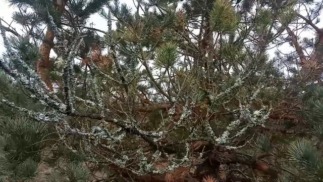 28 декабря 2024 (Живой мир): мох на дереве. смотреть онлайн