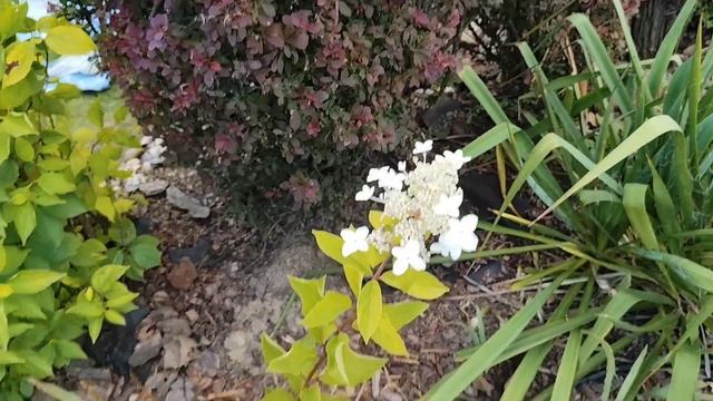 Прогулка по саду в августе. Есть чему поудивлятся! Цве? смотреть онлайн