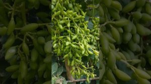 ВИНОГРАД, обработка последняя, обязательная