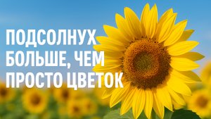 Подсолнух - больше, чем цветок. Интересное о подсолнухах. Как посадить и ухаживать. Числа Фибоначчи