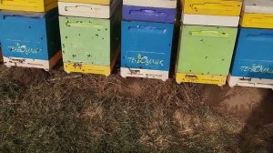 Облёт пчёлок 2025#пчеловодство #bee #honeybeesting #beekeeper #матков?