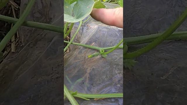 Супер ранняя малина и собираем огурцы после замороско смотреть онлайн