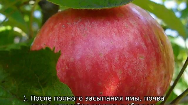 Яблоня Спартак смотреть онлайн