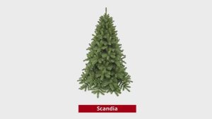 Ель Triumph Tree Scandia (Hook on) - Триумф сосна Скандия зеленая
