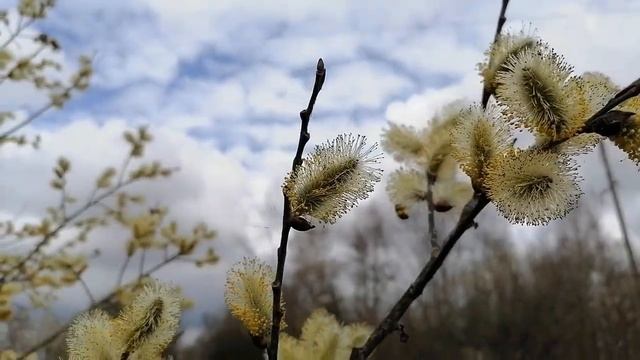 Верба пушистая раскинулась кругом. апрель 2024г. смотреть онлайн