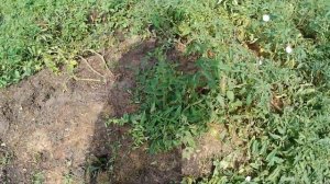 Продолжаем работу по дому. Живем в деревне