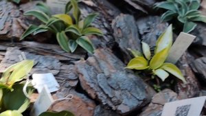 ОБЗОР СОРТОВ ХОСТ "mouse" и "mini" на моей клумбе.... МАЛЕНЬКИ?