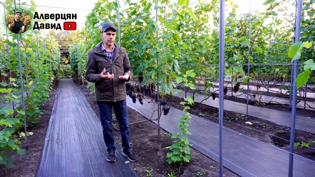 Помогите молодым саженцам вызреть! Глубока чеканка✂? смотреть онлайн