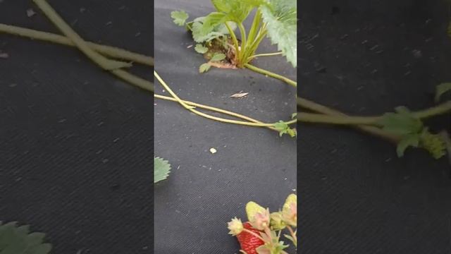 обзор клубника Сирия 🍓 смотреть онлайн