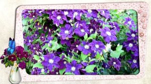 Клематис Варшавская Найк (Warszawska Nike)