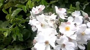 Белые цветы