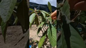 ☝️‼️Своевременная обрезка мушмулы.👍 Лёгкий способ