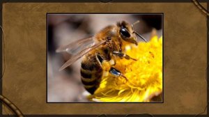 🐝 Откуда взялся улей в Уфе? 🐝 Day R survival