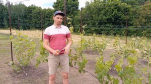 Вторая важная профилактическая обработка винограда ?