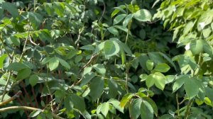 Метаризин и Боверия-избавляемся от вредителей ,трипсо