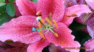 Лилия восточная Динамит (lilium) 🌿 восточная лилия Динам