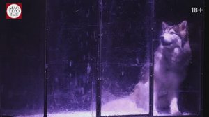 Спектакль "Собачье сердце", (18+). Русский драмтеатр "Мастеровые", г. Набережные Челны