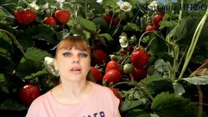 ЙОД - СУПЕР СРЕДСТВО для УРОЖАЯ КЛУБНИКИ!!!