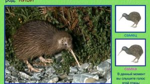 Киви. Голоса птиц