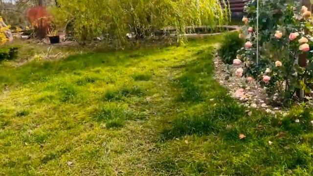 Хвойные растения. Подготовка к зиме. смотреть онлайн