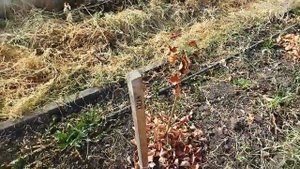 Прививка персика