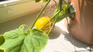 Очень маленькая дыня поспела в горшке дома