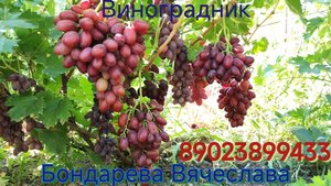 ФИОРЕНТИНА ДОНСКОЕ КАЗАЧЕСТВО  (НОВИНКА)
