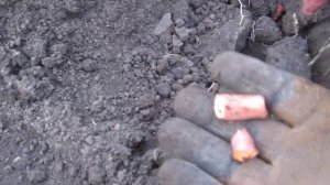 Александр Коломиец Батат от А до Я. Когда копать Батат?