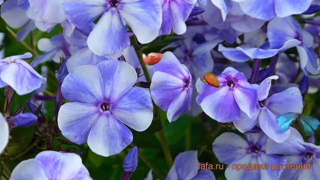 Флокс метельчатый Гжель (phlox Paniculata) 🌿 флокс Гжель обзо
