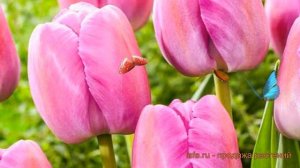 Тюльпан гибридный Пепл Прайд (tulipa pepl-prayd) 🌿 обзор: как ?