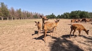 Что Такое САФАРИ в РОСТОВСКОЙ ОБЛАСТИ? Олений питомни?