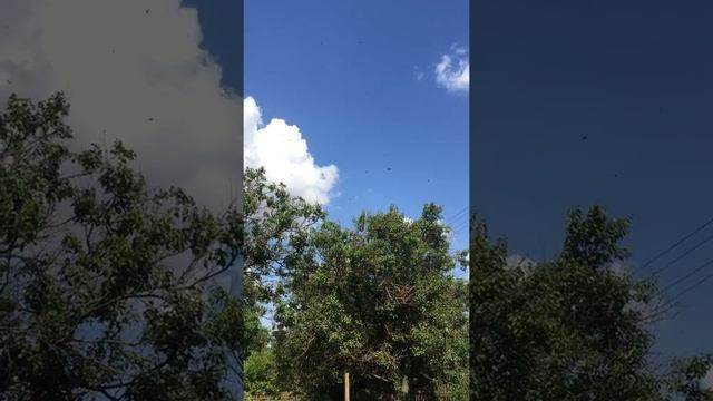 проЗрение и пчелы. Эксклюзив природы. смотреть онлайн