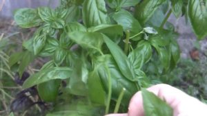 БАЗИЛИК КАК ПРАВИЛЬНО СОБИРАТЬ И СУШИТЬ НА ЗИМУ КАК РА