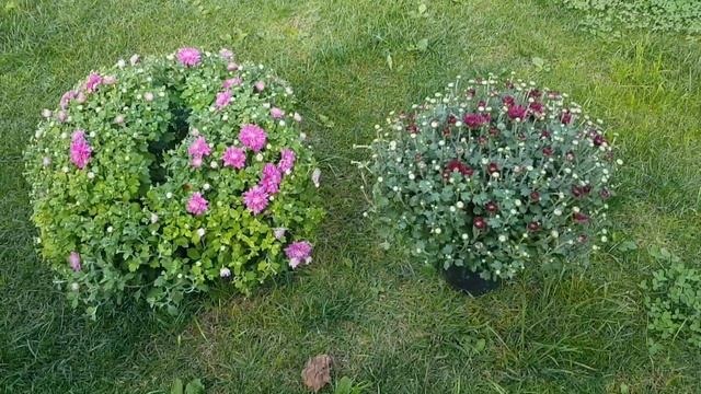 Обзор покупок из Леруа Мерлен/Цветы из Лукоморья/Цвет? смотреть онлайн