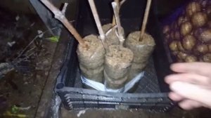 Как сохранить черенки винограда зимой до весны
