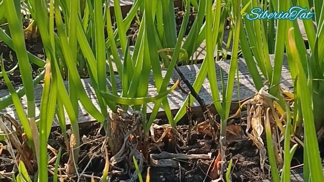 ИДЕЯ МАЛОУХОДНЫХ ГРЯДОК - минимум сорняков 👍 смотреть онлайн