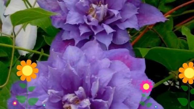 Клематис гибридный Beauty Of Worcester. Краткий обзор, описани?
