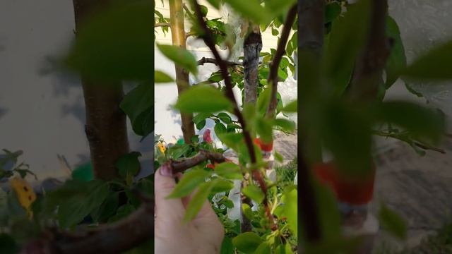 Прививка груши на ранетку дичку смотреть онлайн