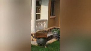 Роеловство. Как ловят большие  рои в Африке! #рои #пчёлы