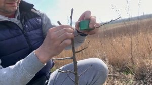 #Прививка#груши#улучшенная#копулировка