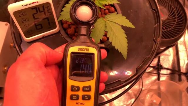 Выращивание марихуаны в гроубоксе в домашний условия? смотреть онлайн